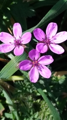 Erodium cicutarium
