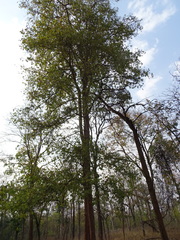 Mitragyna parvifolia