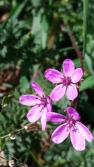 Erodium cicutarium