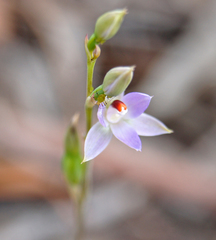 Thelymitra brevifolia
