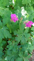 Geranium macrorrhizum
