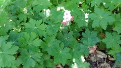 Geranium macrorrhizum