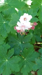 Geranium macrorrhizum