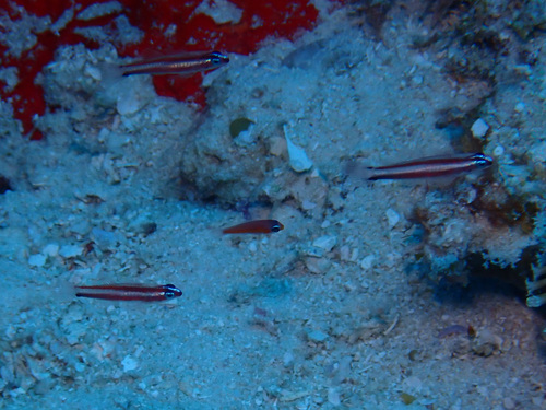 Eviota bifasciata observed 2026-05-08