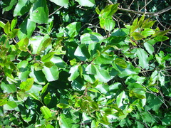 Prunus lusitanica