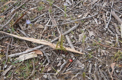 Thelymitra brevifolia