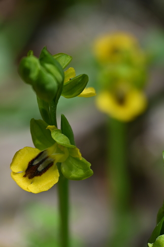 Ophrys lutea, photograph 4