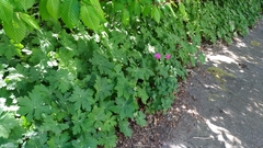 Geranium macrorrhizum