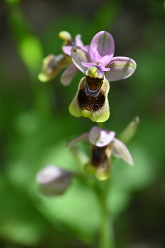 Ophrys tenthredinifera, photograph 6