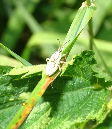 Meadow Plant Bug