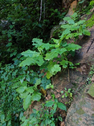 Chresta pacourinoides
