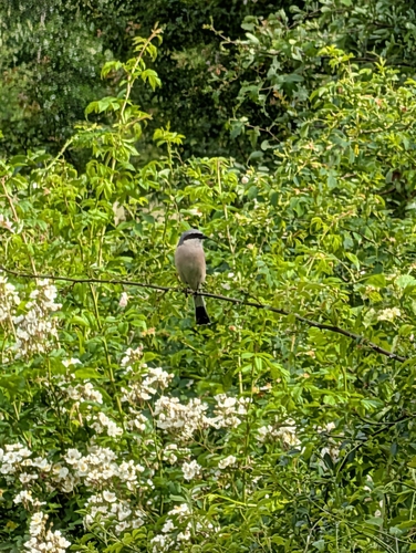 Red-backed Shrike