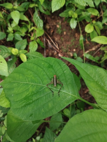 Eneoptera surinamensis