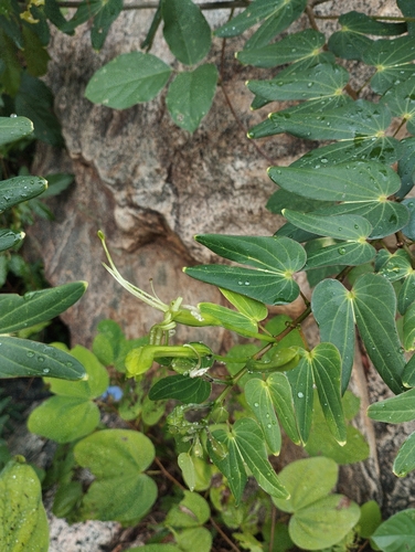 Bauhinia pentandra