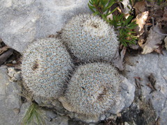 Mammillaria haageana conspicua