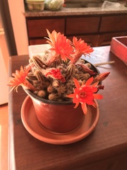 Lobivia silvestrii