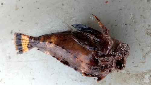 Orangebanded stingfish (Choridactylus multibarbus) — Synanceiidae — 4