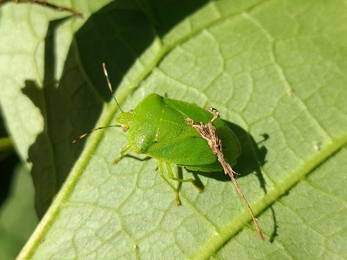 Green Stink Bug