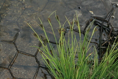 Carex eleusinoides