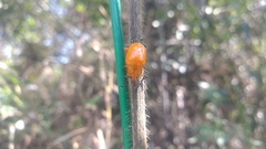 Podontia lutea