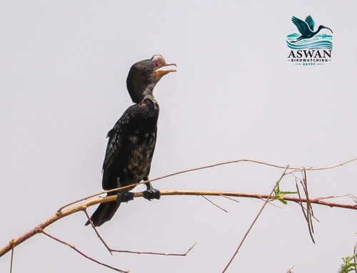 iNaturalist image