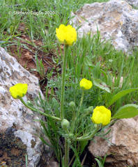 Ranunculus millefolius