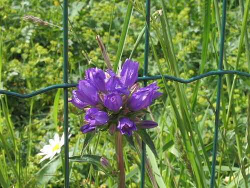 Campanula glomerata
