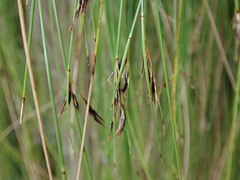Schoenus pauciflorus