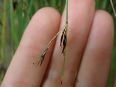 Schoenus pauciflorus