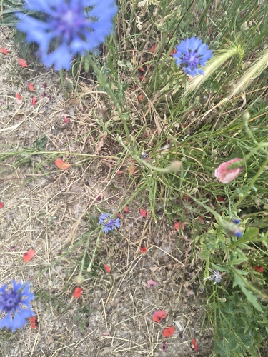 Cornflower