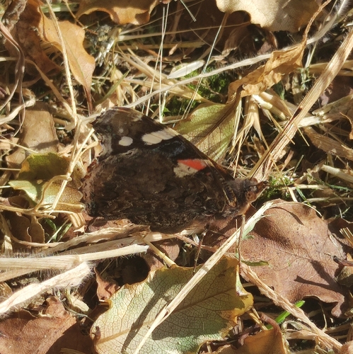 Red Admiral