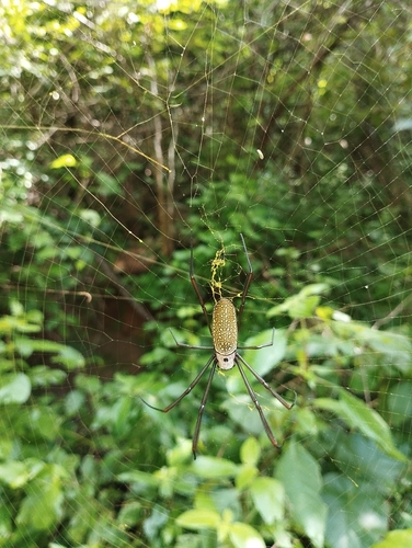 Golden Silk Spider