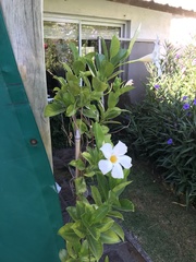 Mandevilla laxa