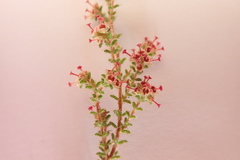 Erica exleeana