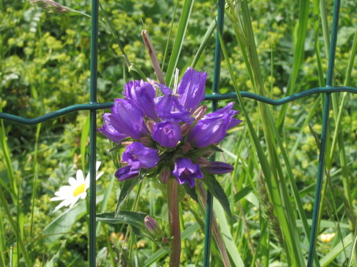 Campanula glomerata
