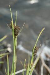 Carex eleusinoides