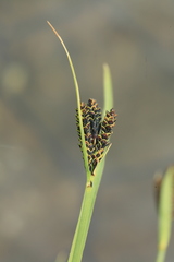 Carex eleusinoides