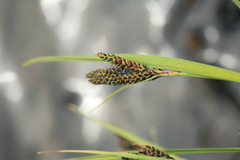 Carex eleusinoides