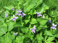 Viola kamtschadalorum