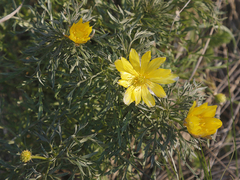 Adonis volgensis