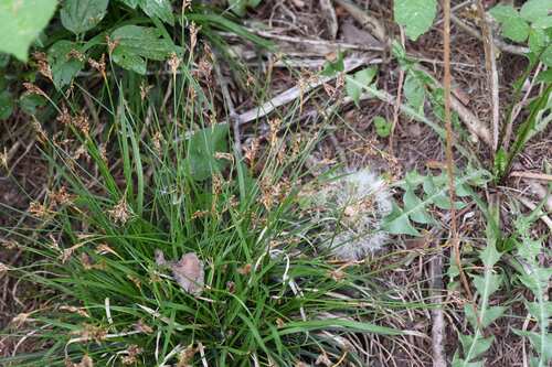 Carex ornithopoda, photograph 4