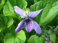 Viola kamtschadalorum