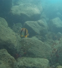 Chaetodon marleyi