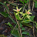 Vanilla albida - Photo (c) Kinmatsu Lin, algunos derechos reservados (CC BY-NC), subido por Kinmatsu Lin