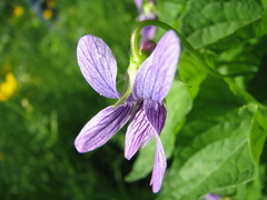 Viola kamtschadalorum