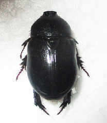 Temnorhynchus