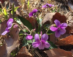 Viola seoulensis