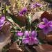 Viola seoulensis - Photo (c) Paul B.,  זכויות יוצרים חלקיות (CC BY-NC-ND), הועלה על ידי Paul B.