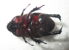 Temnorhynchus