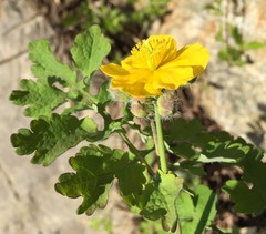 Chelidonium